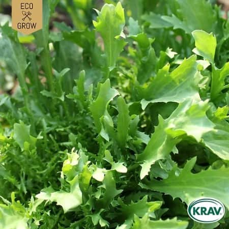 salladssenap-wasabino-krav-mrkt-1