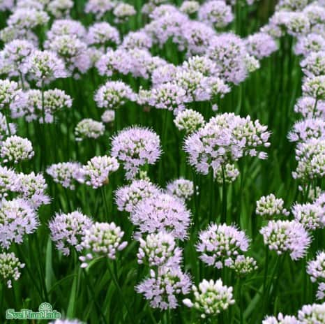 allium-summer-beauty-1st-barrotad-1