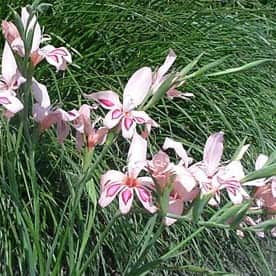 gladiolus-impressive-10st-1