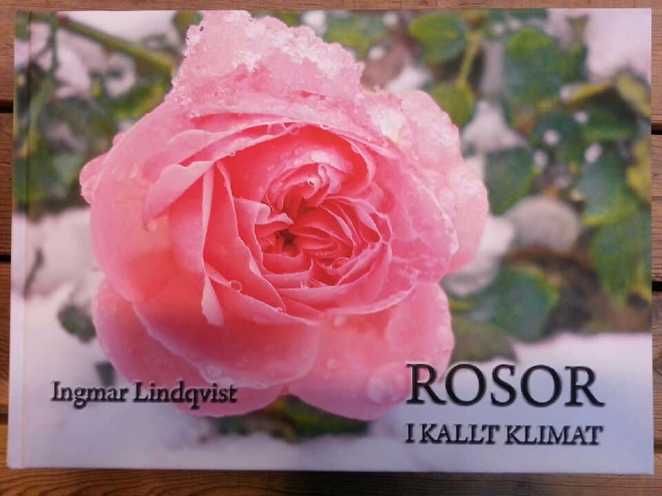 rosor-i-kallt-klimat-1