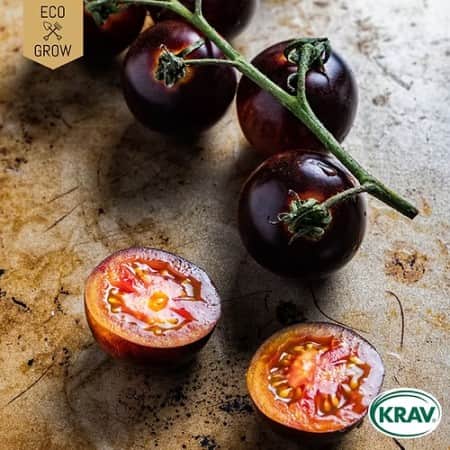 salladstomat-indigo-rose-krav-mrkt-1