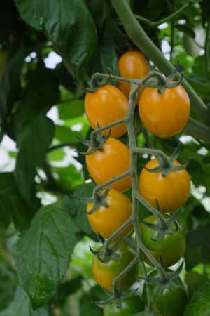 cocktailtomat-krebs-honey-plum-f1-eko-2