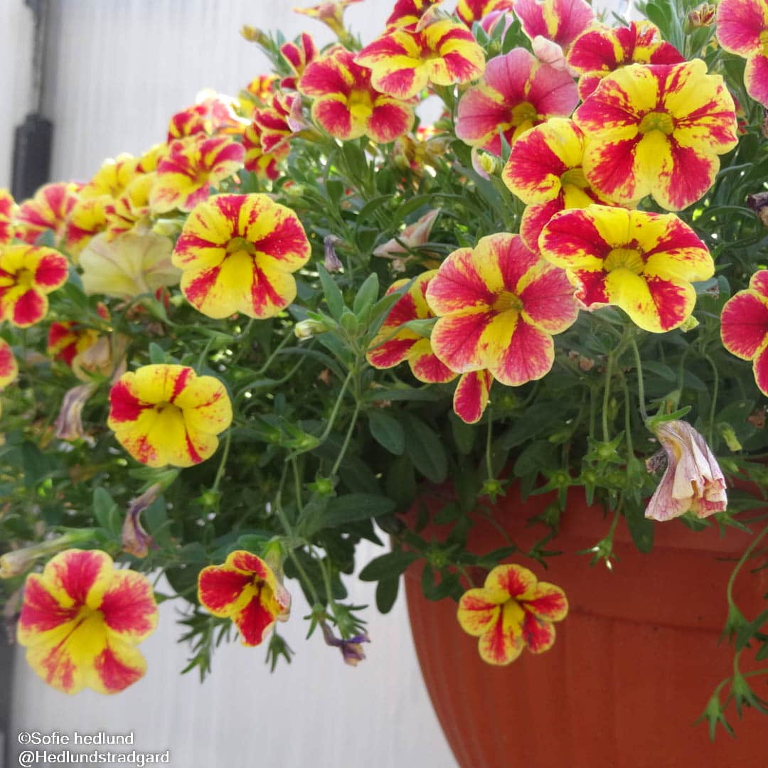 minipetunia-superbells-red-starburst-105cm-kr-1
