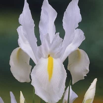 hollndsk-iris-white-van-vliet-20st-1