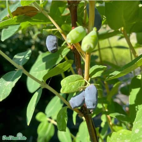 blbrstry-kamtschatika-9cm-kruka-1