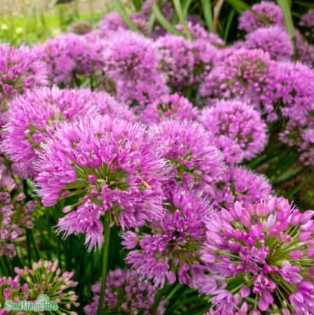 allium-cobalt-millennium-1st-barrotad-1