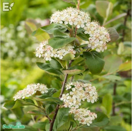 slnaronia-elata-fk-vsterker-e-co-100-p-i-kruk-1