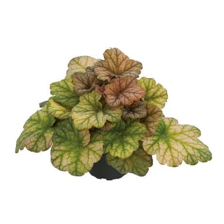 alunrot-changeling-12cm-kruka-1
