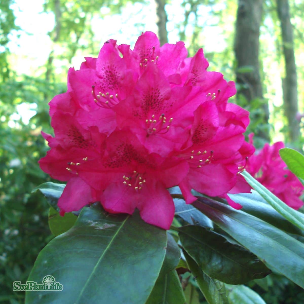 rhododendron-nova-zembla-co-1