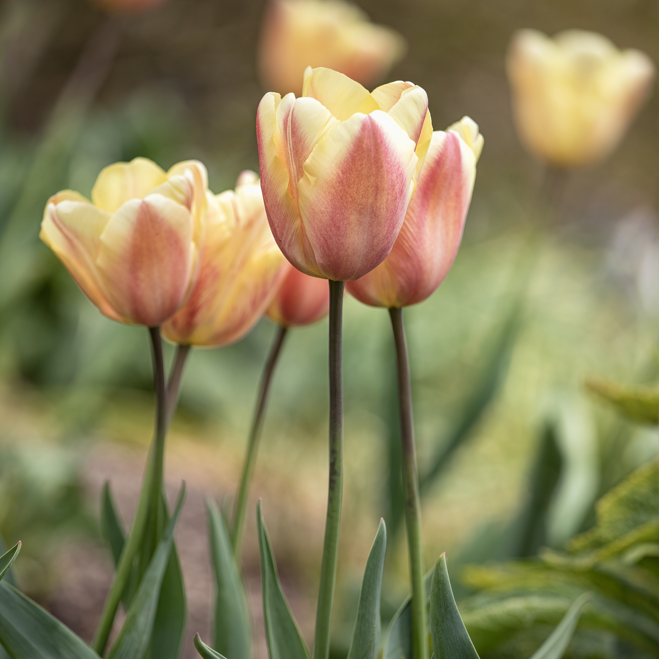 triumftulpan-apricot-foxx-10st-1