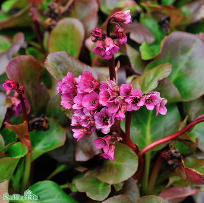 bergenia-eroica-12cm-kruka-1