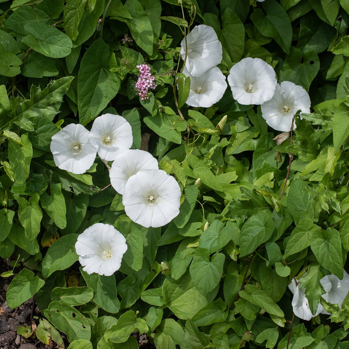 Ampelvinda ’White’ 10,5cm kruka