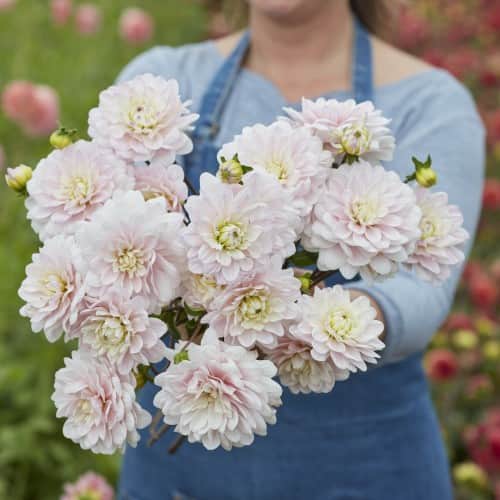 dekorativ-dahlia-silver-years-1st-2