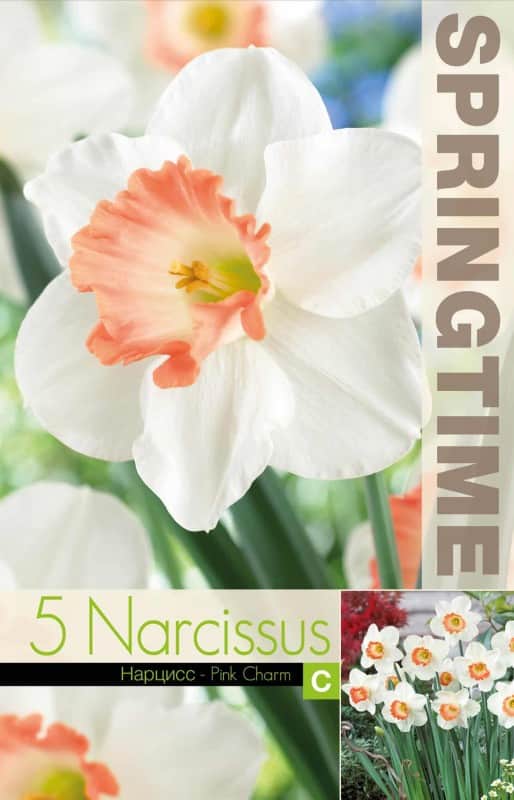 stjrnnarciss-pink-charm-5st-2
