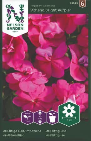 flitiga-lisa-athena-bright-purple-f1-1