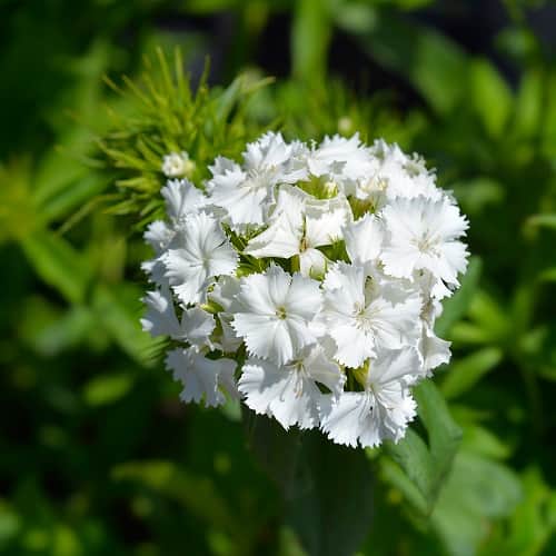 borstnejlika-white---3-plantor-1