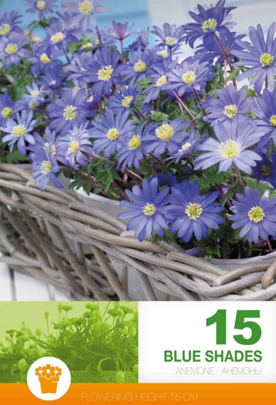 balkansippa-blue-shade-15st-1