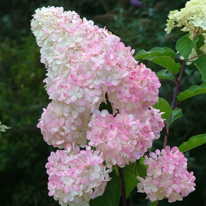 Syrenhortensia ’Sundae Fraise’