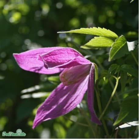 klematis-ruby-1-pack-1