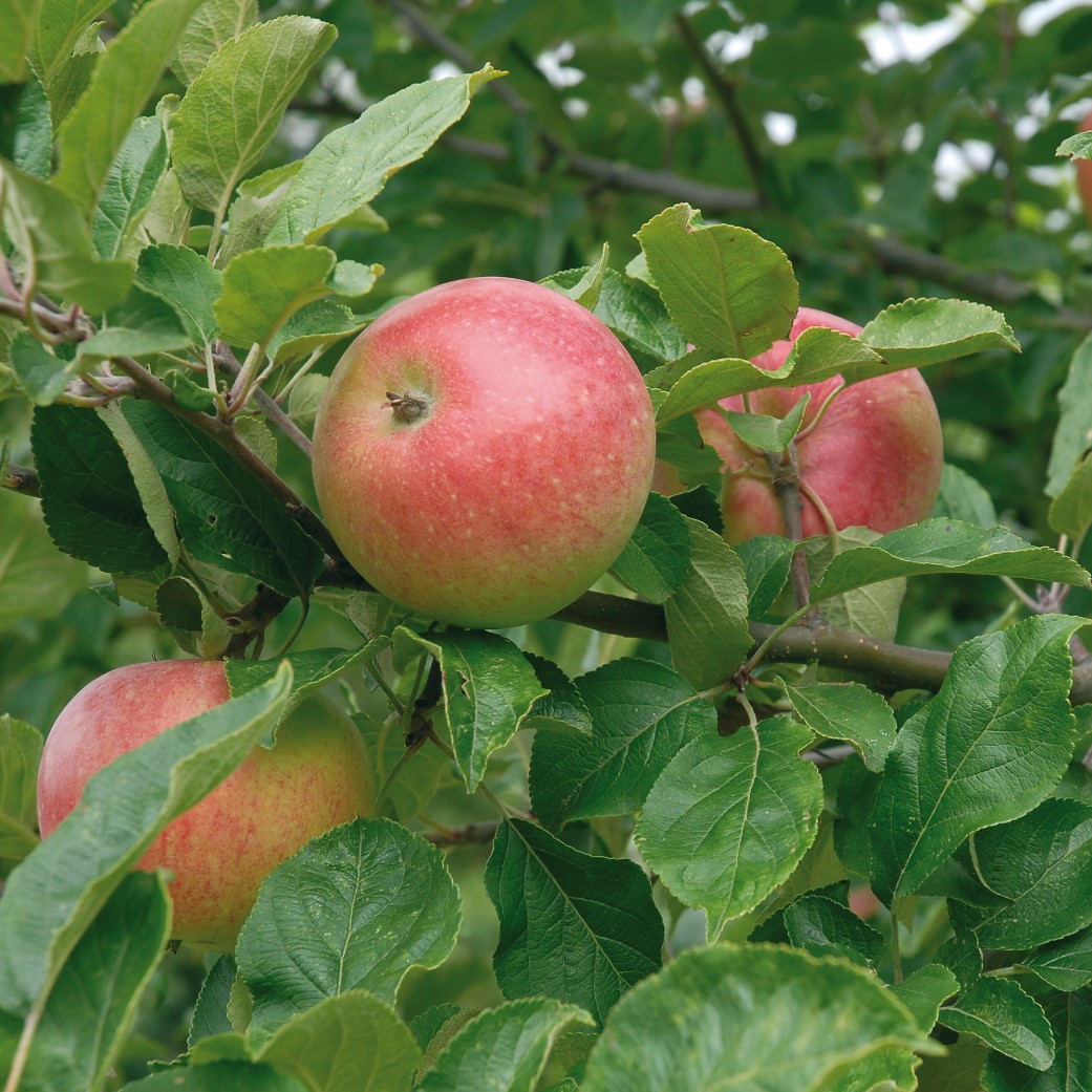 Äpple ’Aroma’ E A2 co Inkl. Uppbindning