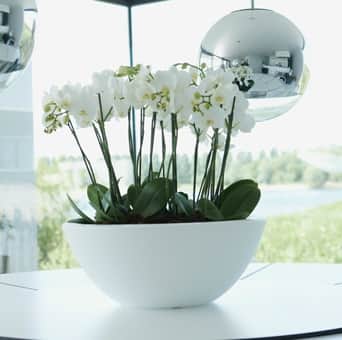 pure-soft-bowl-50-vit-1