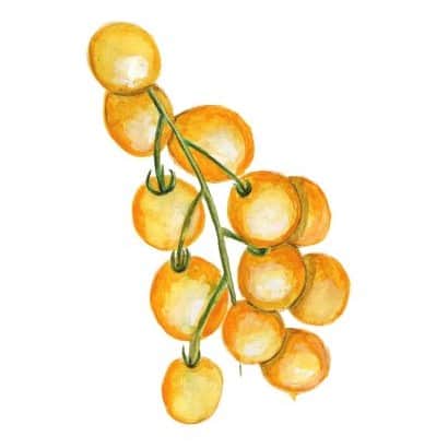 busktomat-tumbling-tom-yellow-1