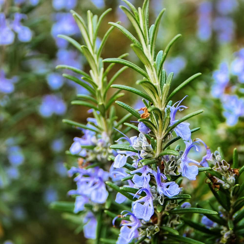 rosmarin-green-rosi-105cm-kruka-2