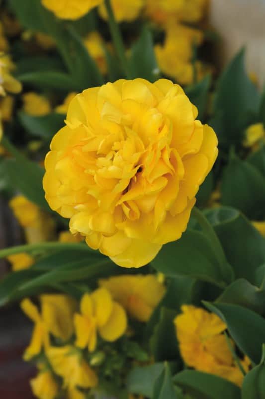 dubbel-sen-tulpan-yellow-pomponette-5st-1
