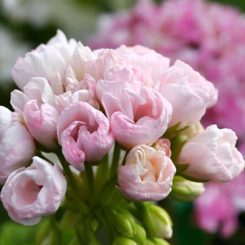 tulpanpelargon-emma-dk-3st-sticklingar-3