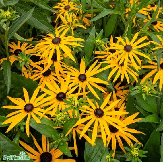 strlrudbeckia-forever-gold-9cm-kruka-1