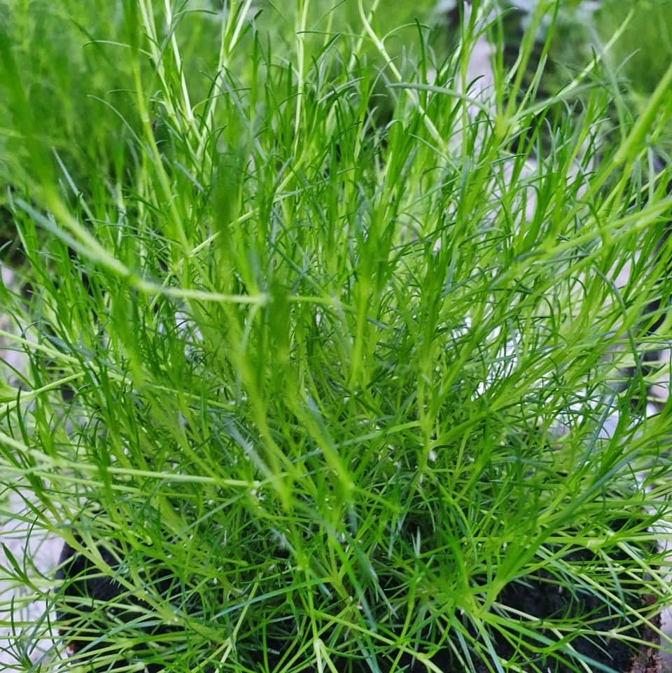 stjrnmossa-irish-moss-12cm-kruka-2