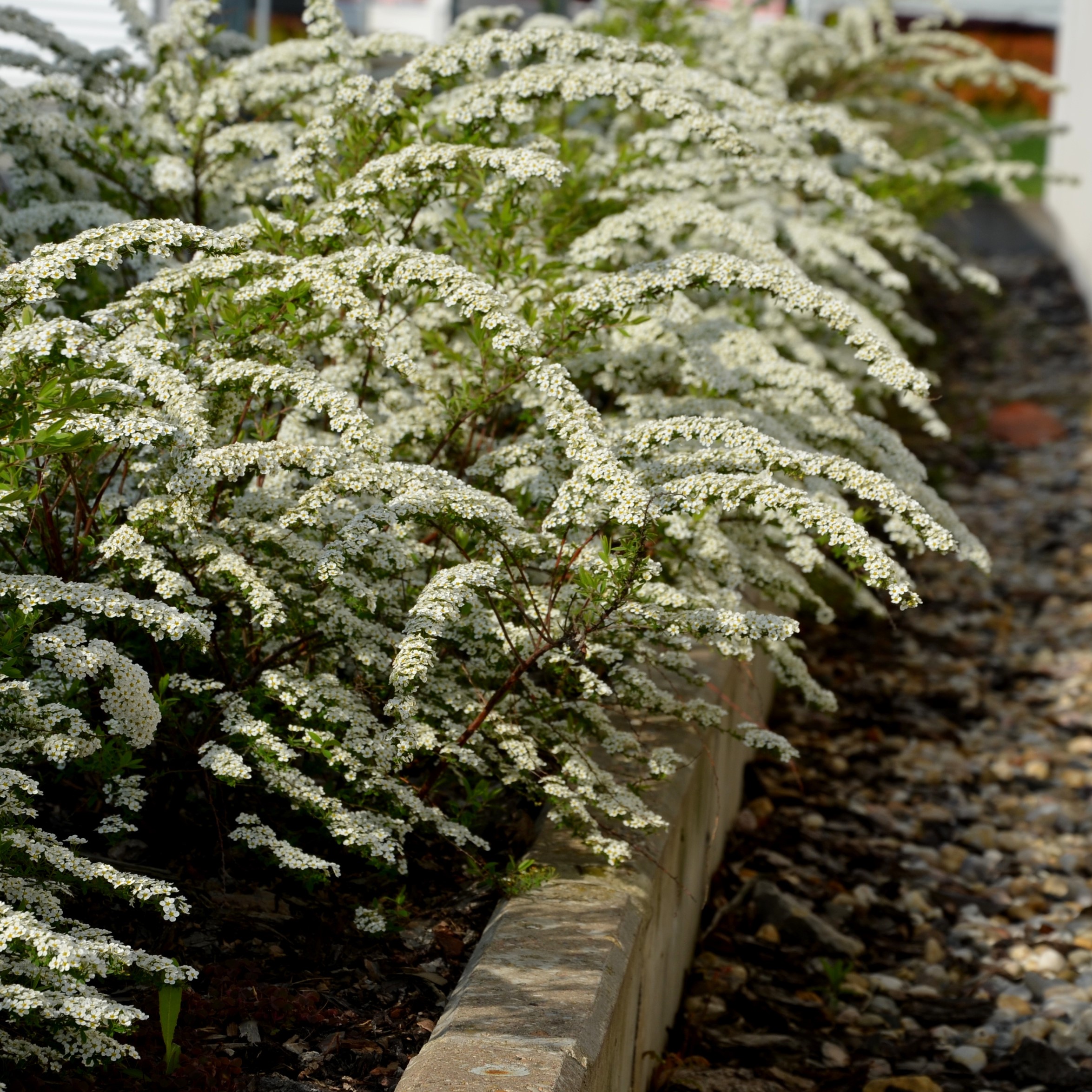 Norskspirea ’Grefsheim’ 10-p 30-50 Barrotad