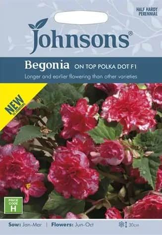 begonia-on-top-polka-dot-f1-1