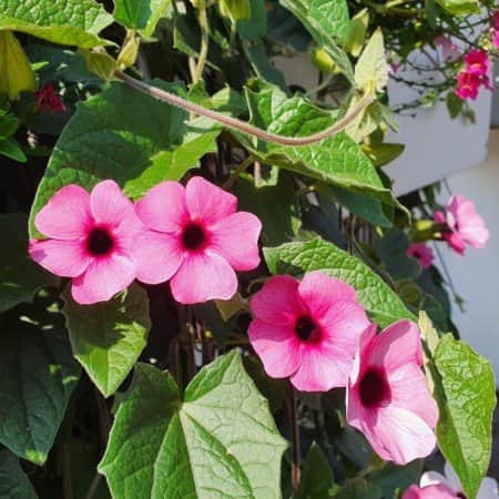 svartga-rose-sensation-105cm-kruka-1