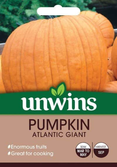 pumpa-atlantic-giant-1