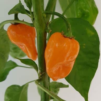 chili-hot-habanero-11cm-kruka-1