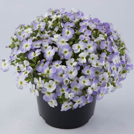 aubrieta-blue-blush-bicolour-12cm-kruka-1