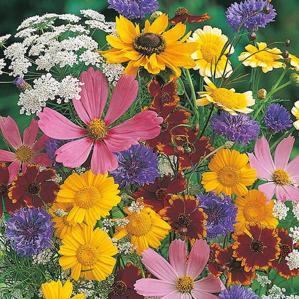 sommarblommor-butterfly-attracting-mix-fr-2