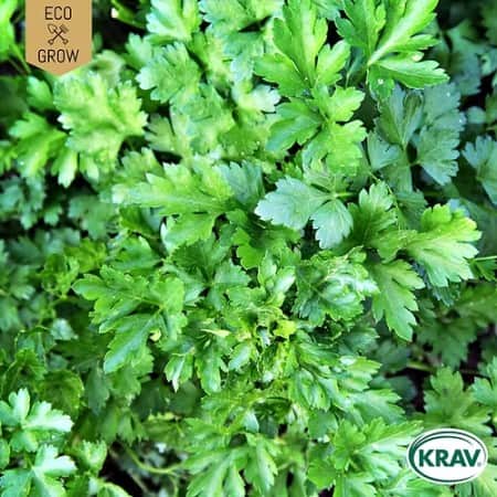 bladpersilja-gigante-ditalia-krav-mrkt-1