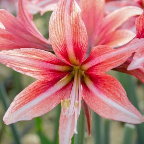 amaryllis-sweet-lilian-1st-1