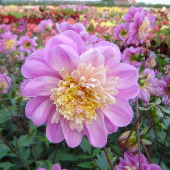 anemon-dahlia-take-off-1st-1