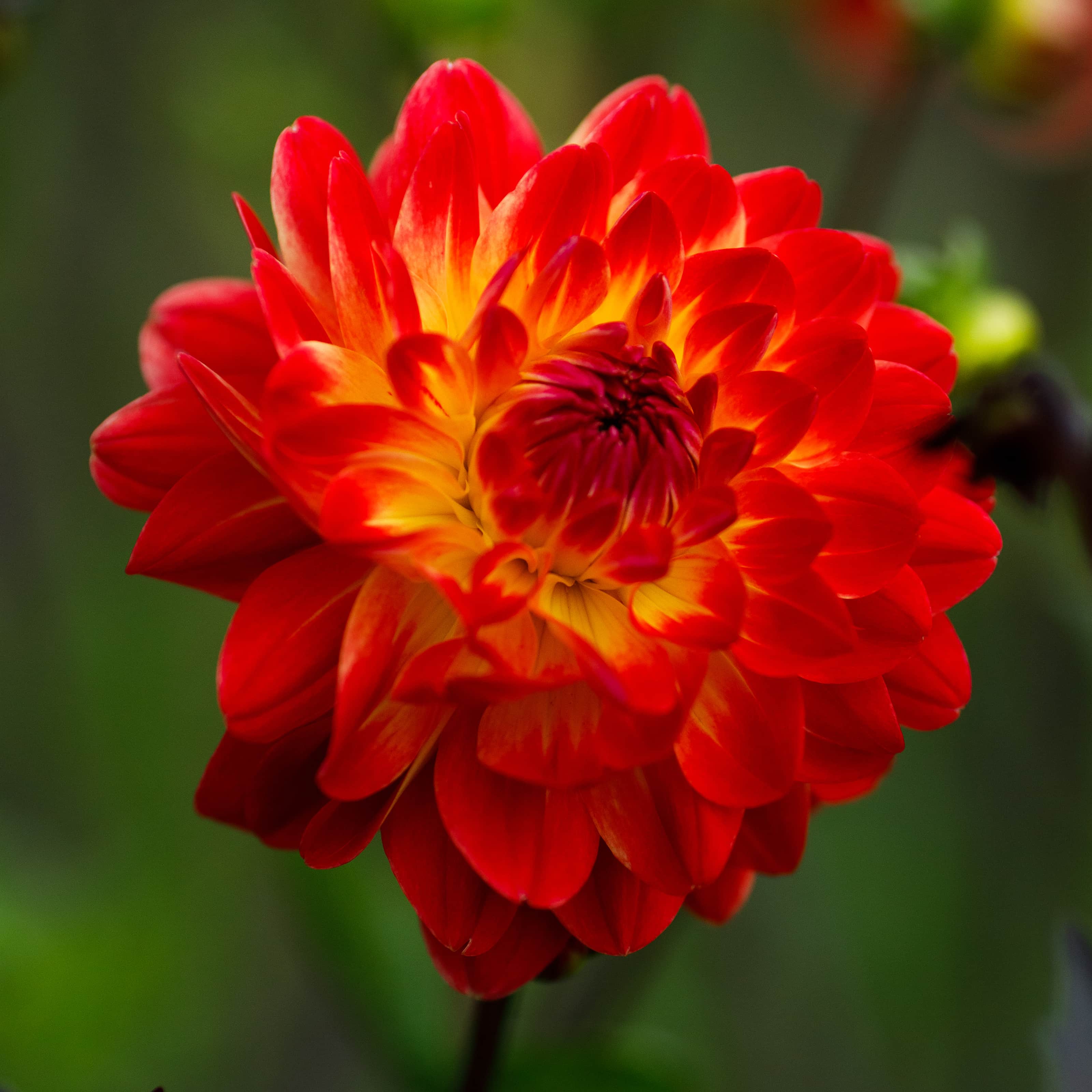 dekorativ-dahlia-sights-of-summer-1st-1