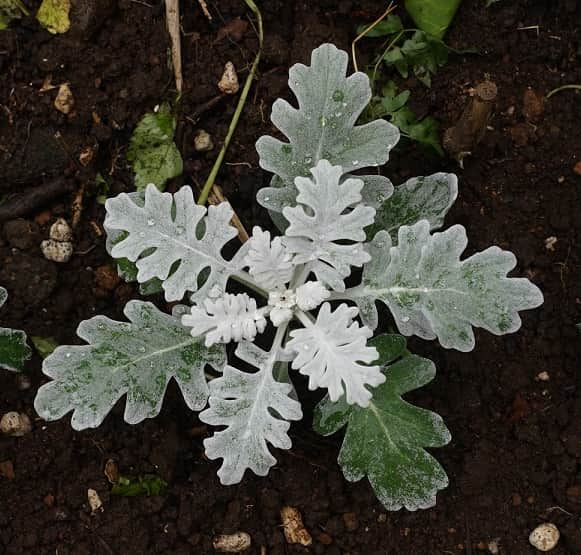 silverek-winter-whisper-12cm-kruka-1