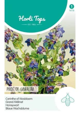 stor-vaxblomma-pride-of-gibraltar-1