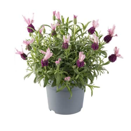 skrmlavendel-fantasia-early-pink---3-plantor-1