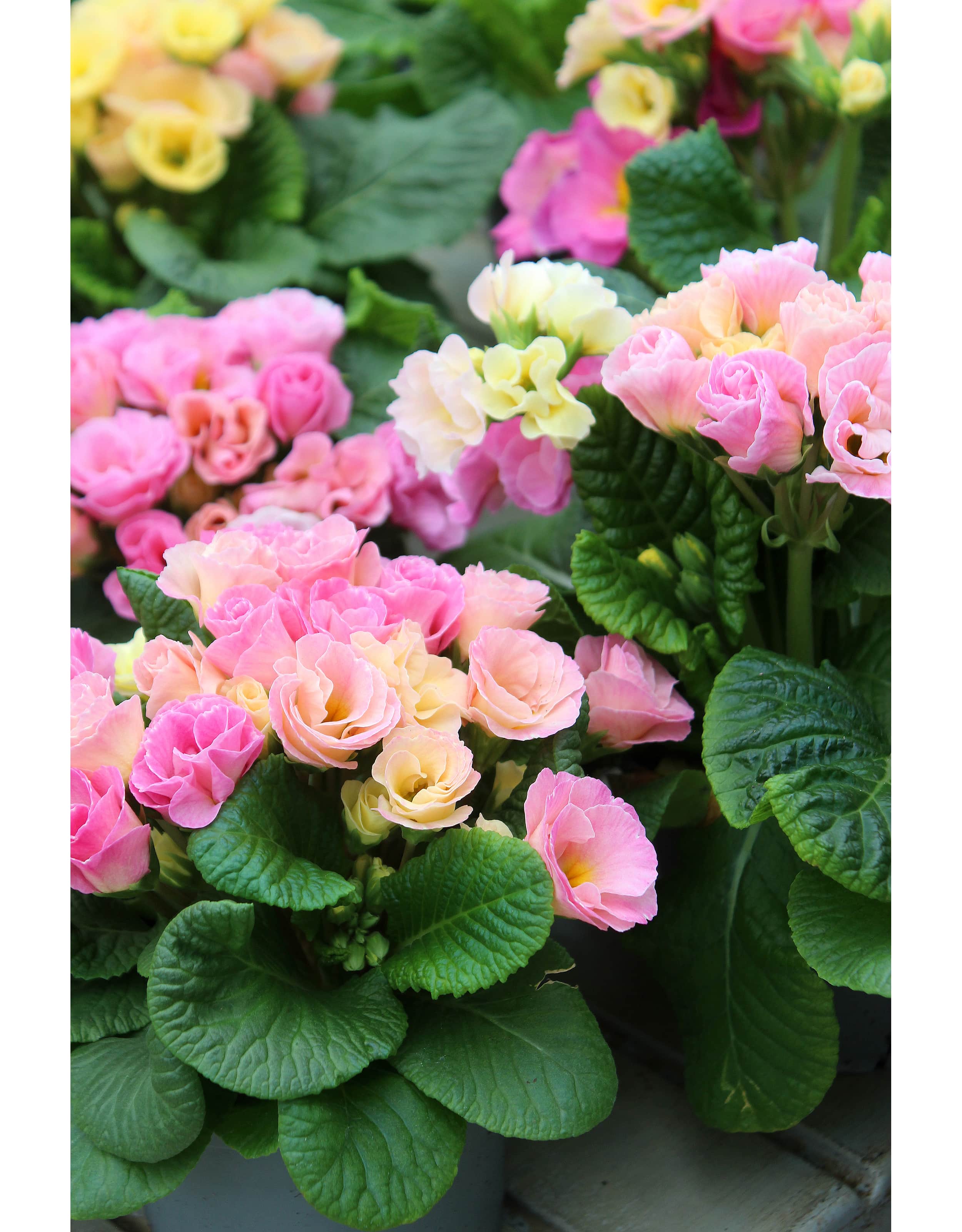 jordviva-bellerose-12cm-kruka-1