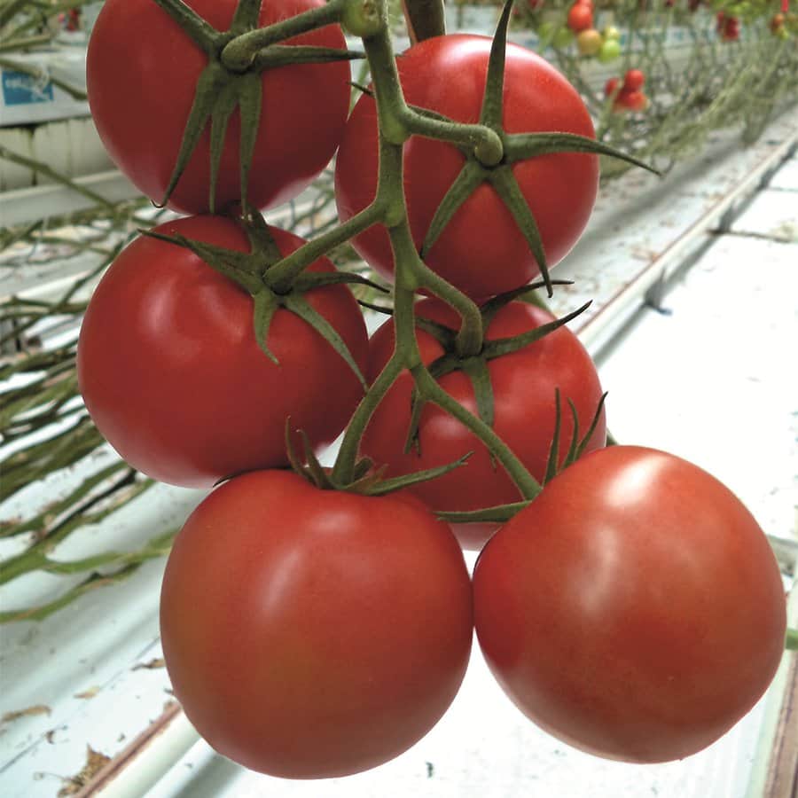 tomat-klassiskt-rund-maxeza-f1-yrkesodlarfr-1