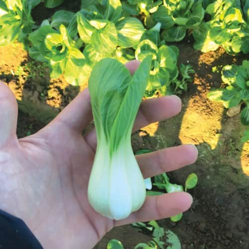 pak-choi-misty-f1-1