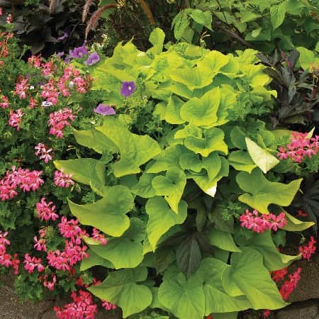 batata-marguerite-105cm-kruka-1