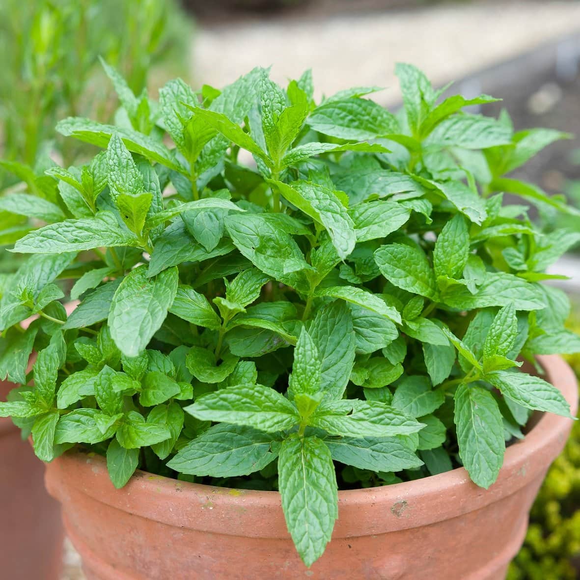 citronmynta-lemon-fresh-105cm-kruka-2